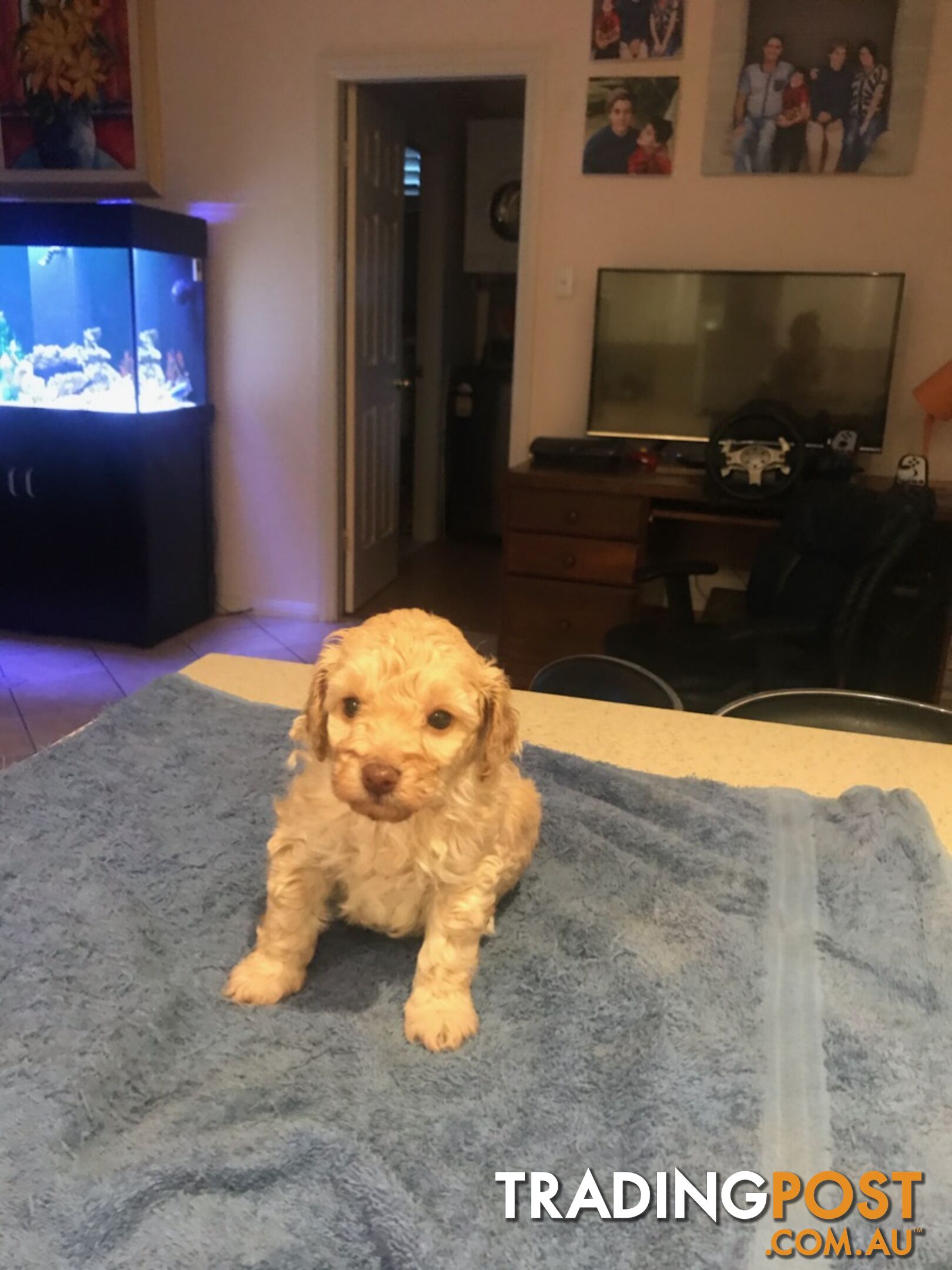 Two female purebred toy poodle puppies - Apricot and white in colour for adoption.