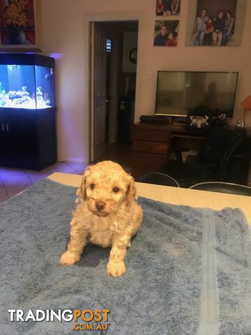 Two female purebred toy poodle puppies - Apricot and white in colour for adoption.