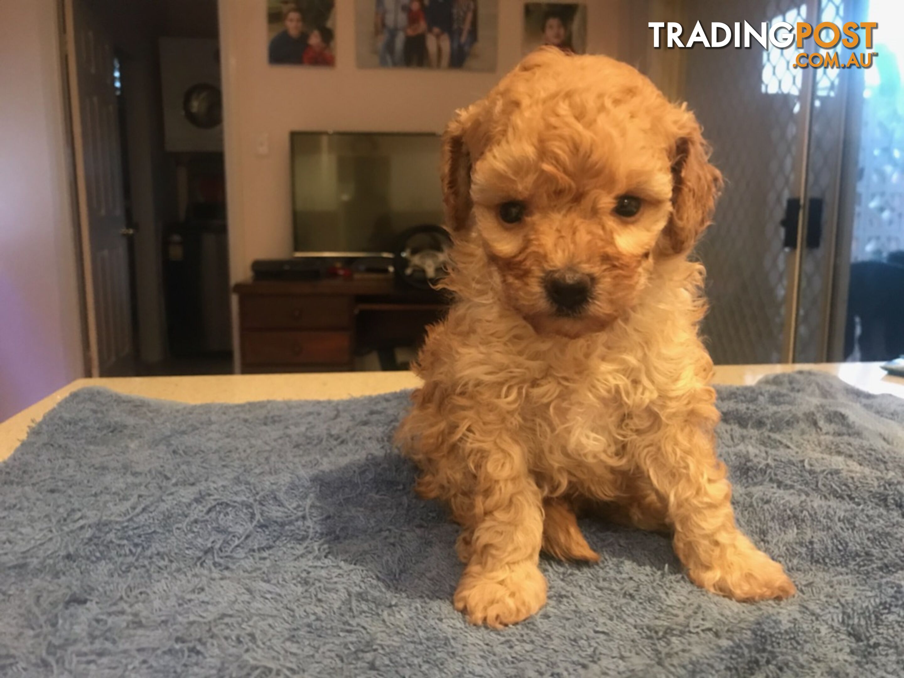 Two female purebred toy poodle puppies - Apricot and white in colour for adoption.