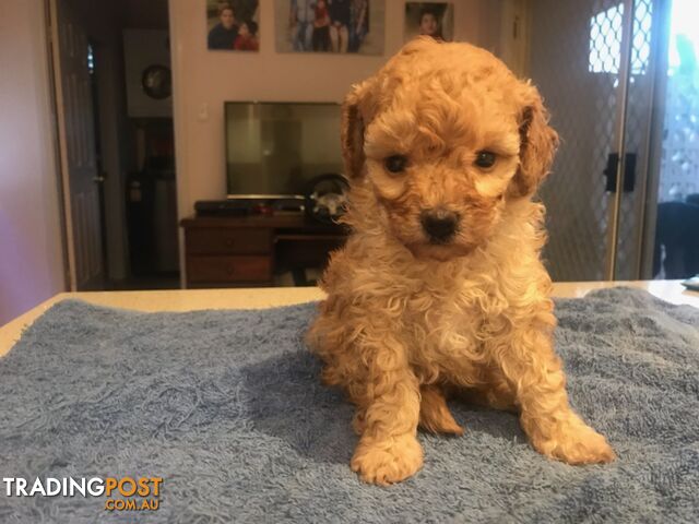 Two female purebred toy poodle puppies - Apricot and white in colour for adoption.