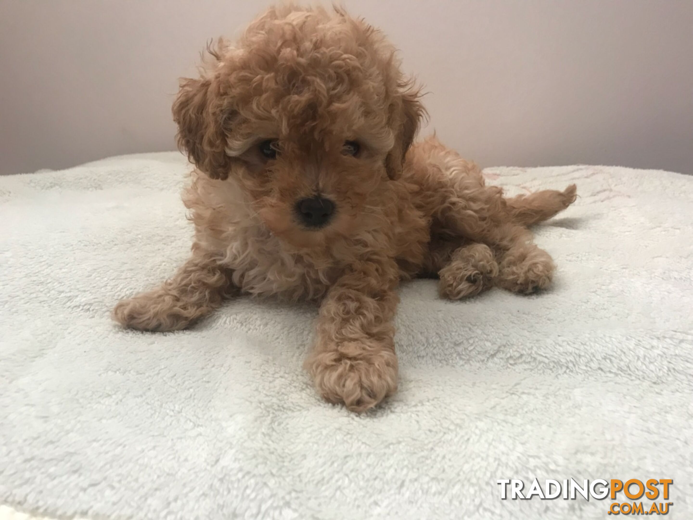 Two female purebred toy poodle puppies - Apricot and white in colour for adoption.