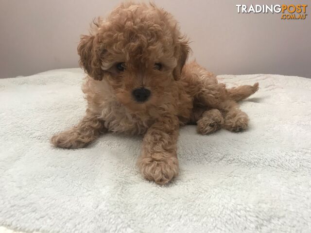 Two female purebred toy poodle puppies - Apricot and white in colour for adoption.