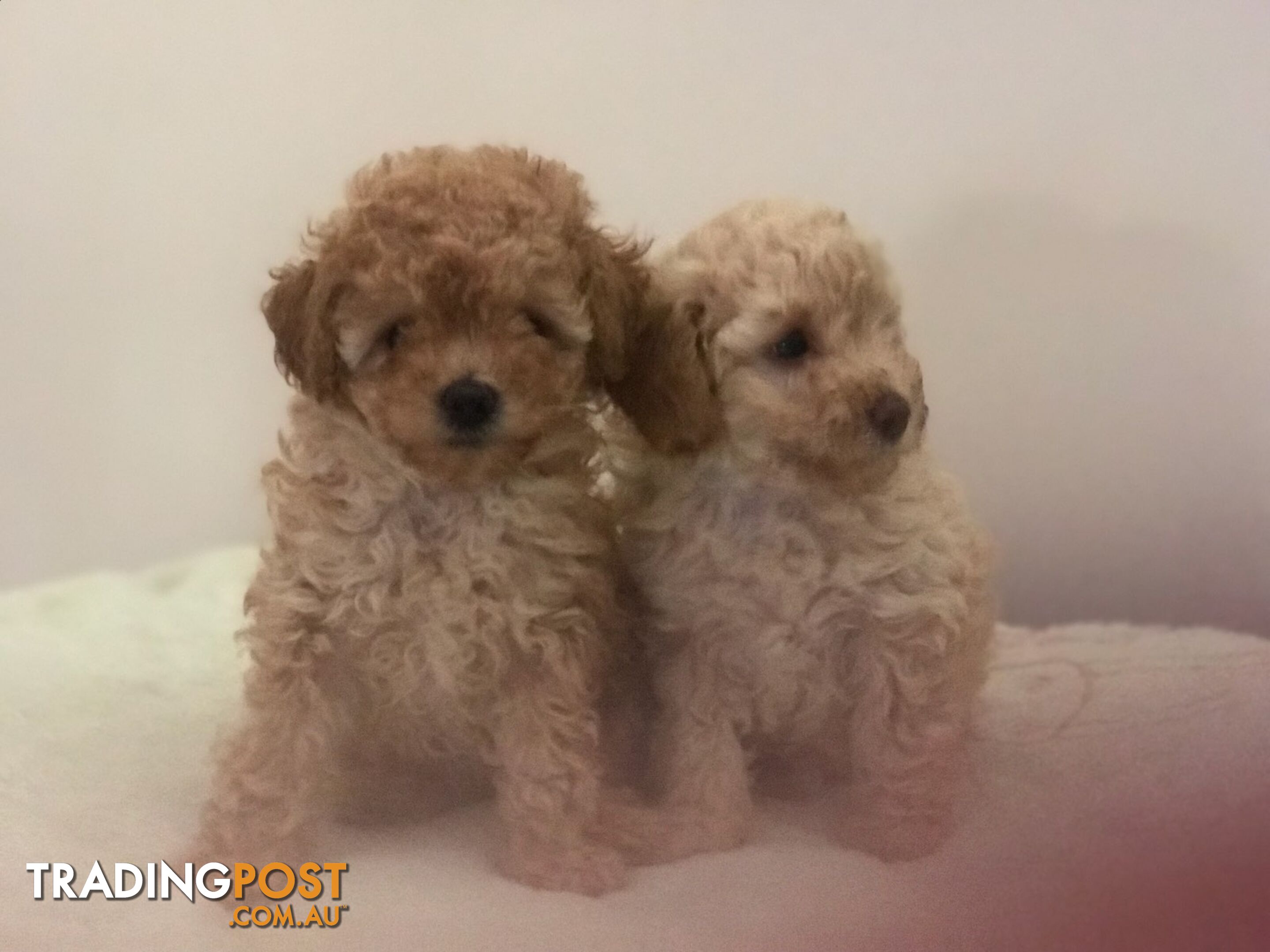 Two female purebred toy poodle puppies - Apricot and white in colour for adoption.