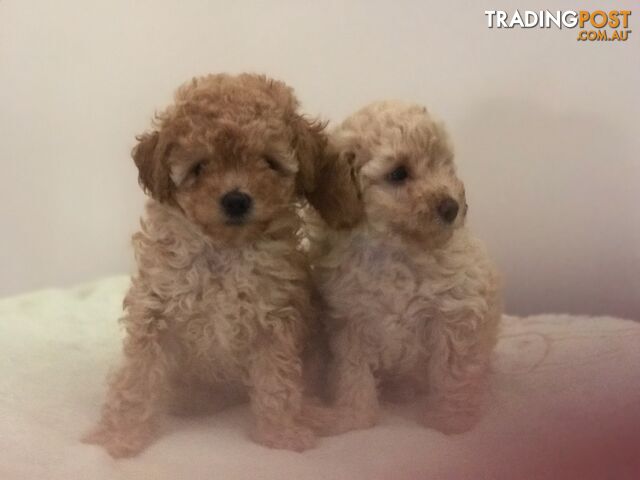 Two female purebred toy poodle puppies - Apricot and white in colour for adoption.