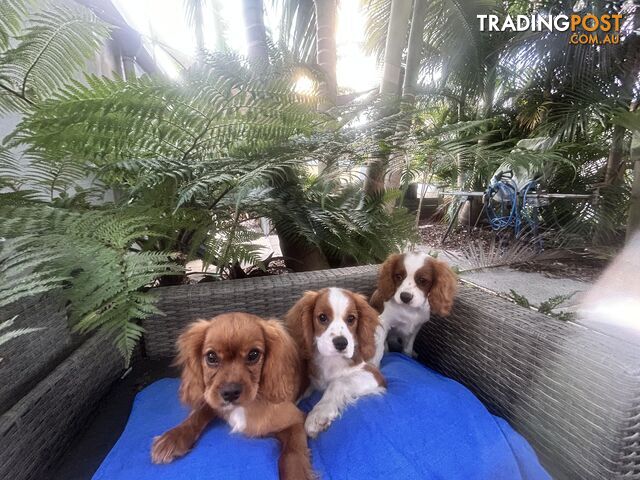 Gorgeous Cavalier puppies