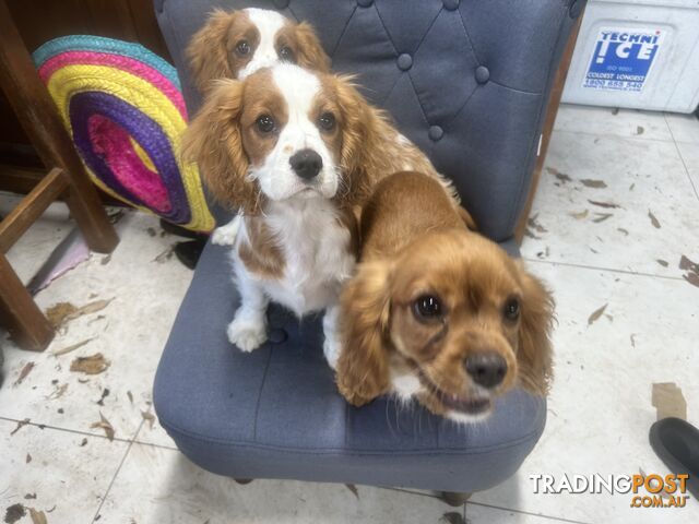 Gorgeous Cavalier puppies