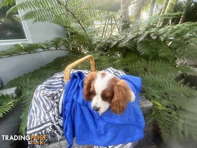 Gorgeous Cavalier puppies