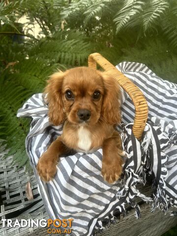 Gorgeous Cavalier puppies