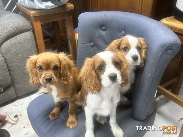 Gorgeous Cavalier puppies