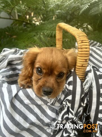 Gorgeous Cavalier puppies