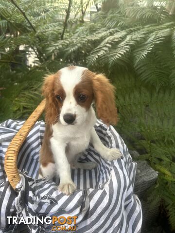 Gorgeous Cavalier puppies