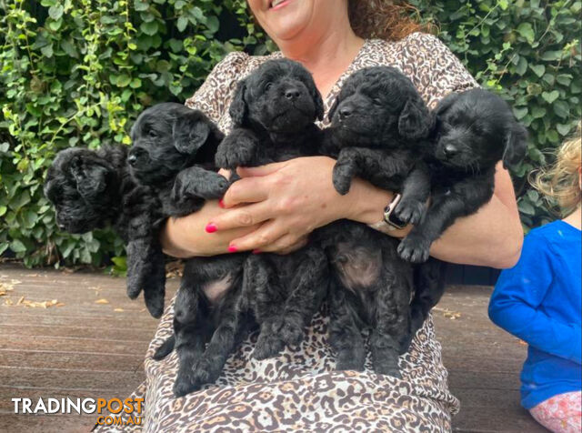 Miniature Labradoodles Puppies