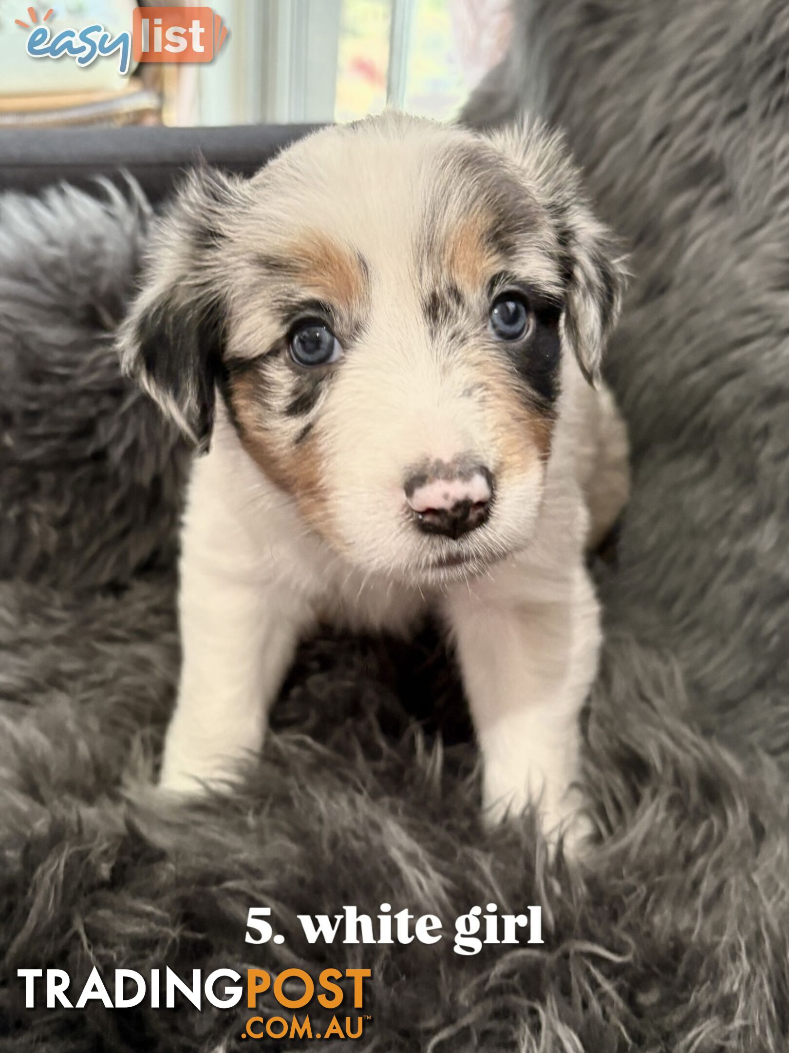 Border Collies For Sale