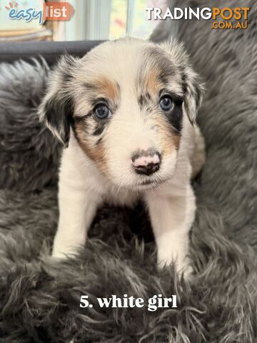 Border Collies For Sale