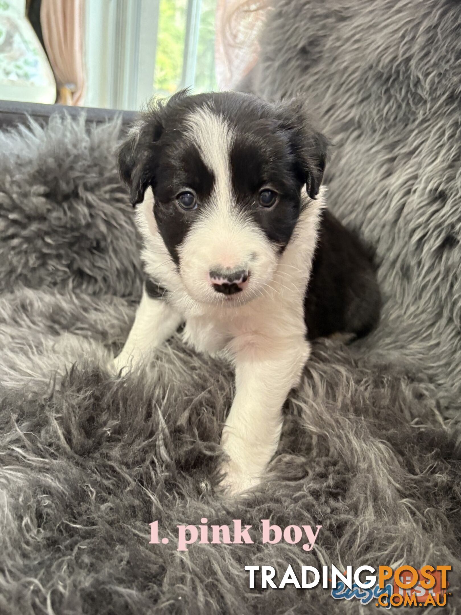 Border Collies For Sale