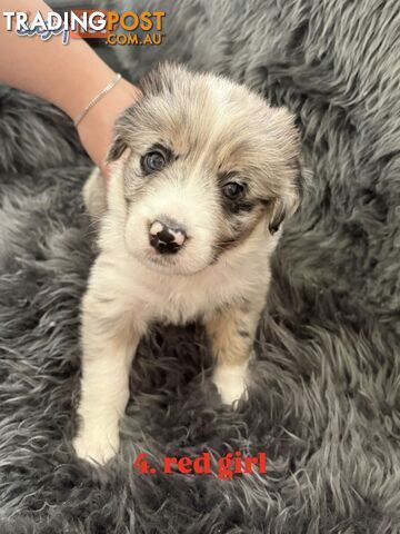 Border Collies For Sale