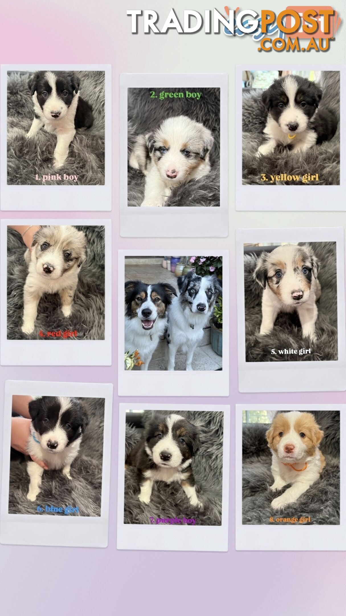 Border Collies For Sale