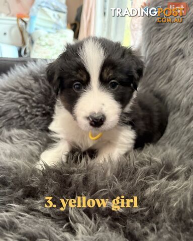 Border Collies For Sale