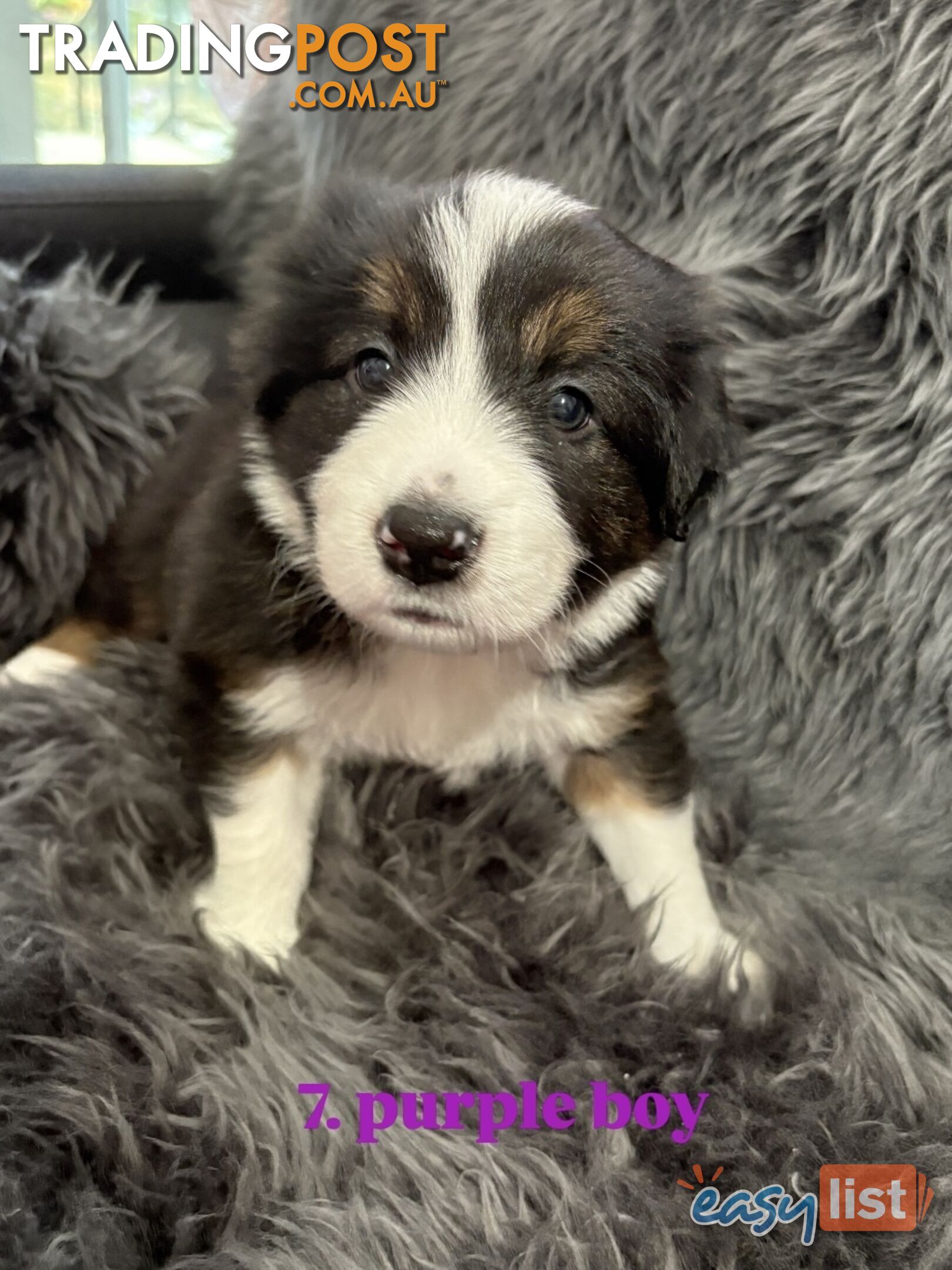 Border Collies For Sale