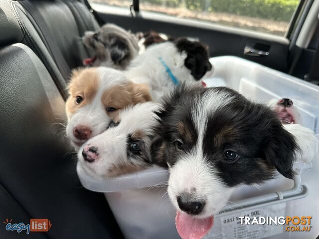 Border Collies For Sale