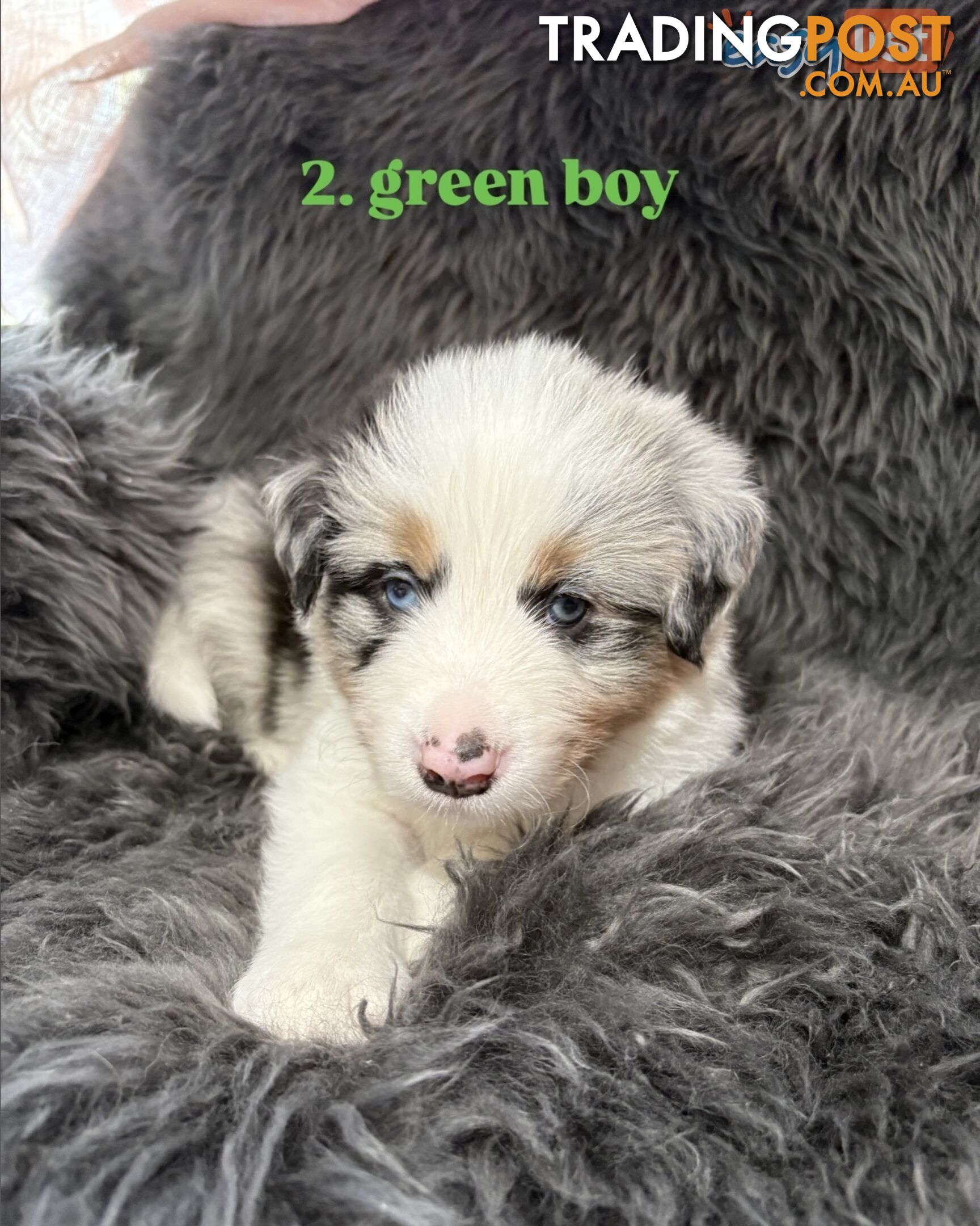 Border Collies For Sale