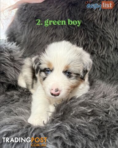 Border Collies For Sale