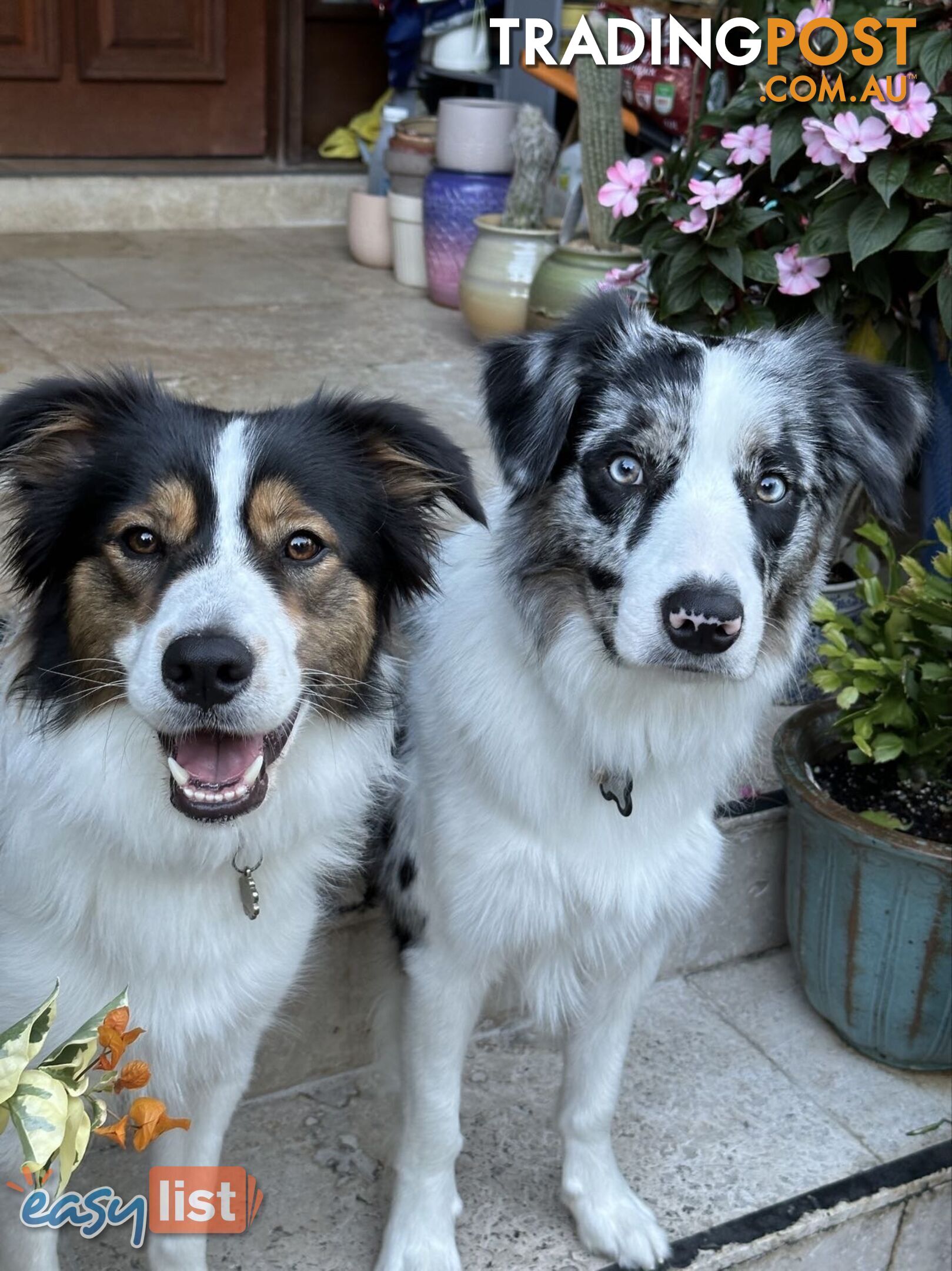 Border Collies For Sale