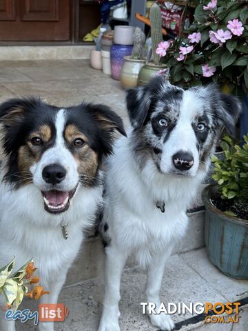 Border Collies For Sale