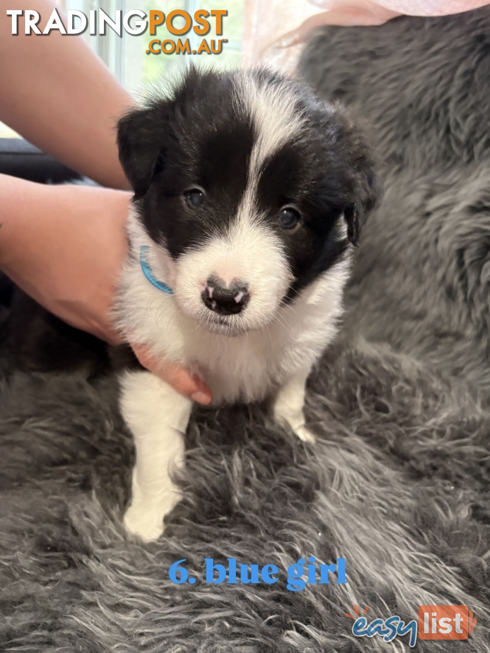 Border Collies For Sale