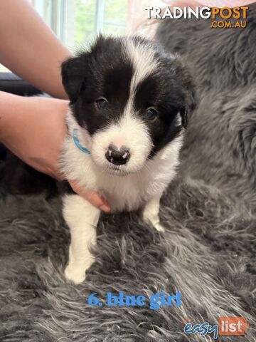 Border Collies For Sale