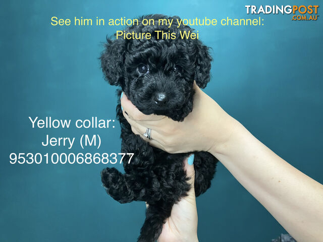 4 Pure-bred Mini/Toy Poodle need homes