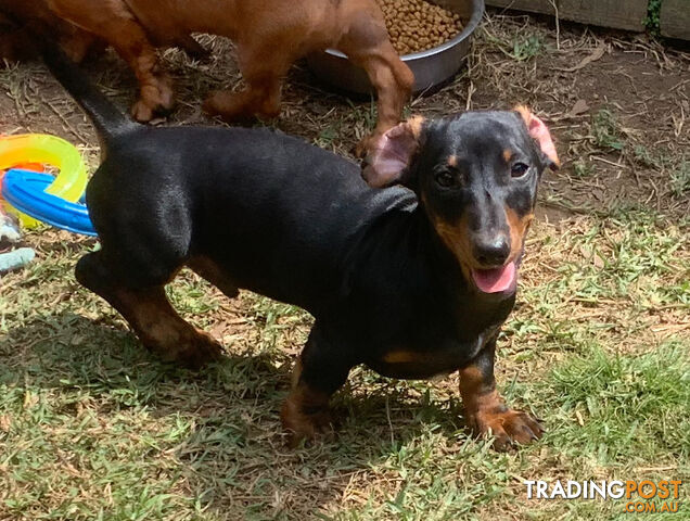 Mini Dachshund Puppies looking for their furever home 2 x Males left