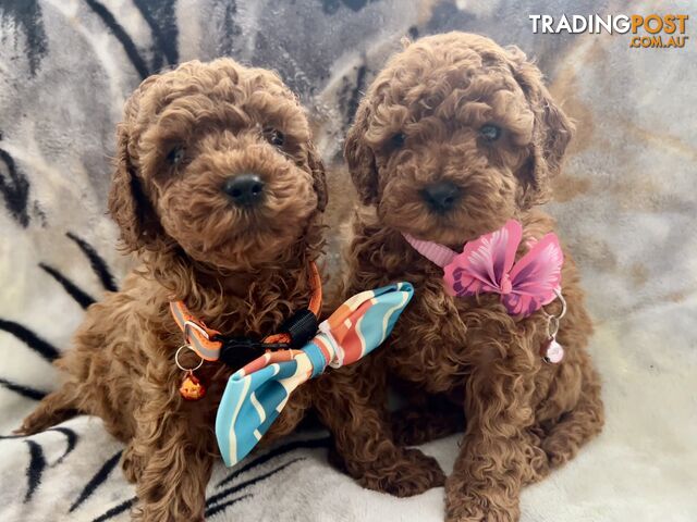 Adorable Toy Cavoodels