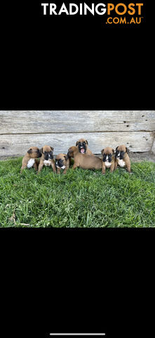 Boxer Puppies