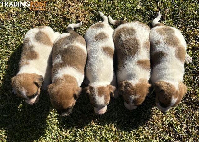 Purebred Jack Russell Pups