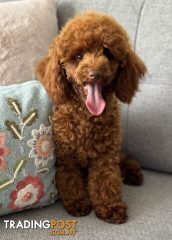 STUD DOG RED TOY POODLE STUD SERVICE