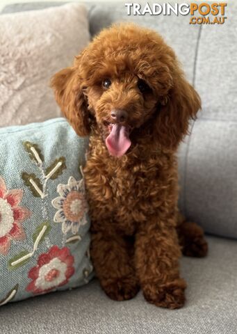 STUD DOG RED TOY POODLE STUD SERVICE