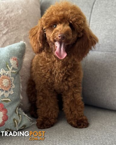 STUD DOG RED TOY POODLE STUD SERVICE