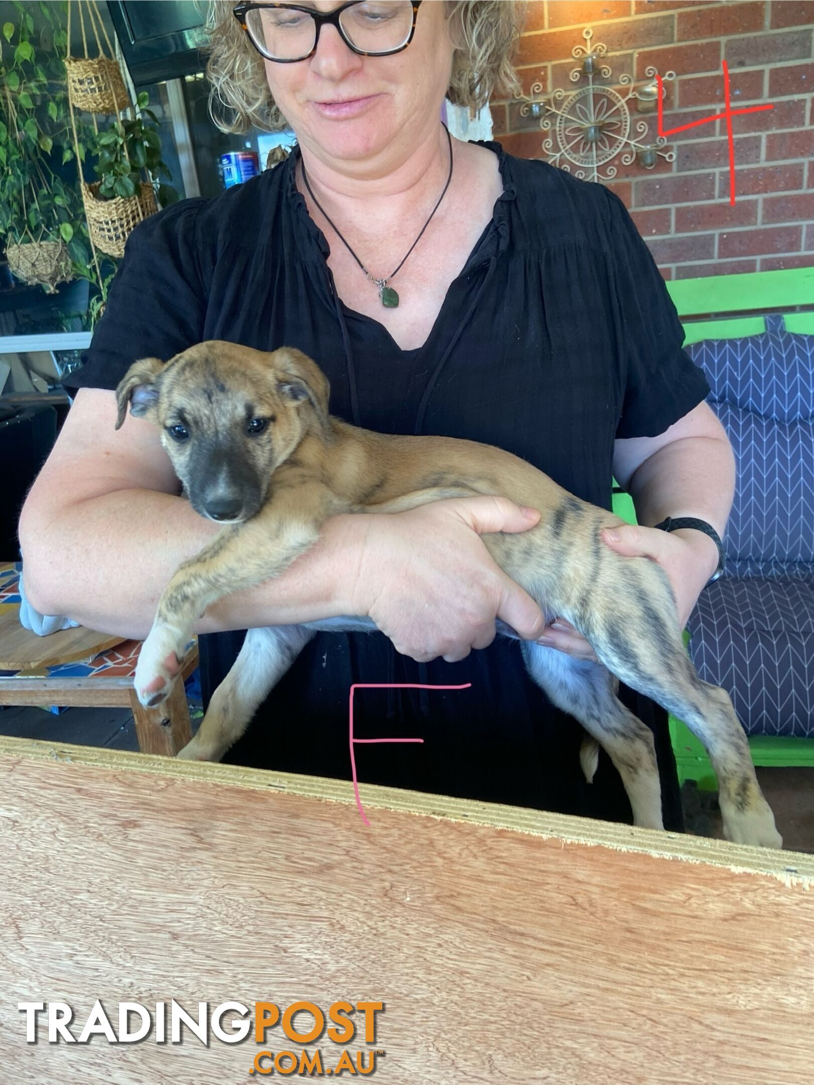 Pure bred Whippet puppies