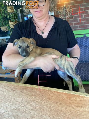 Pure bred Whippet puppies