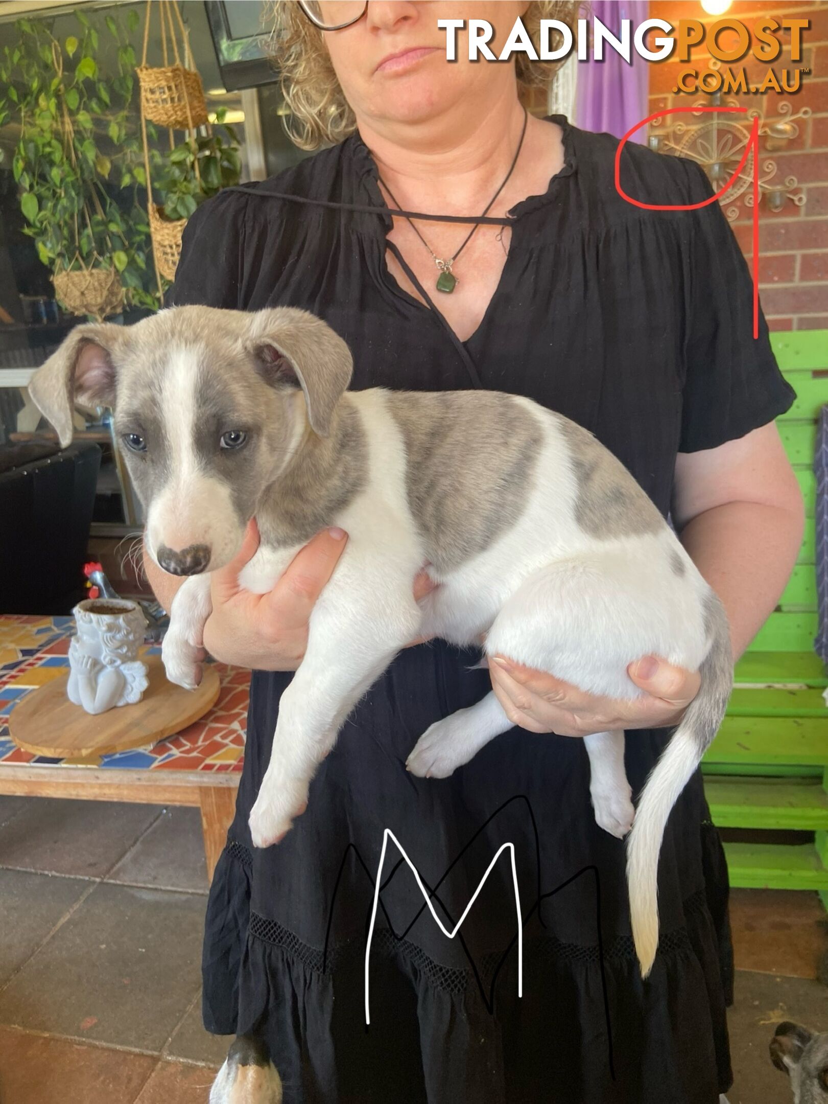 Pure bred Whippet puppies