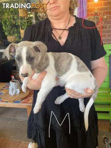 Pure bred Whippet puppies