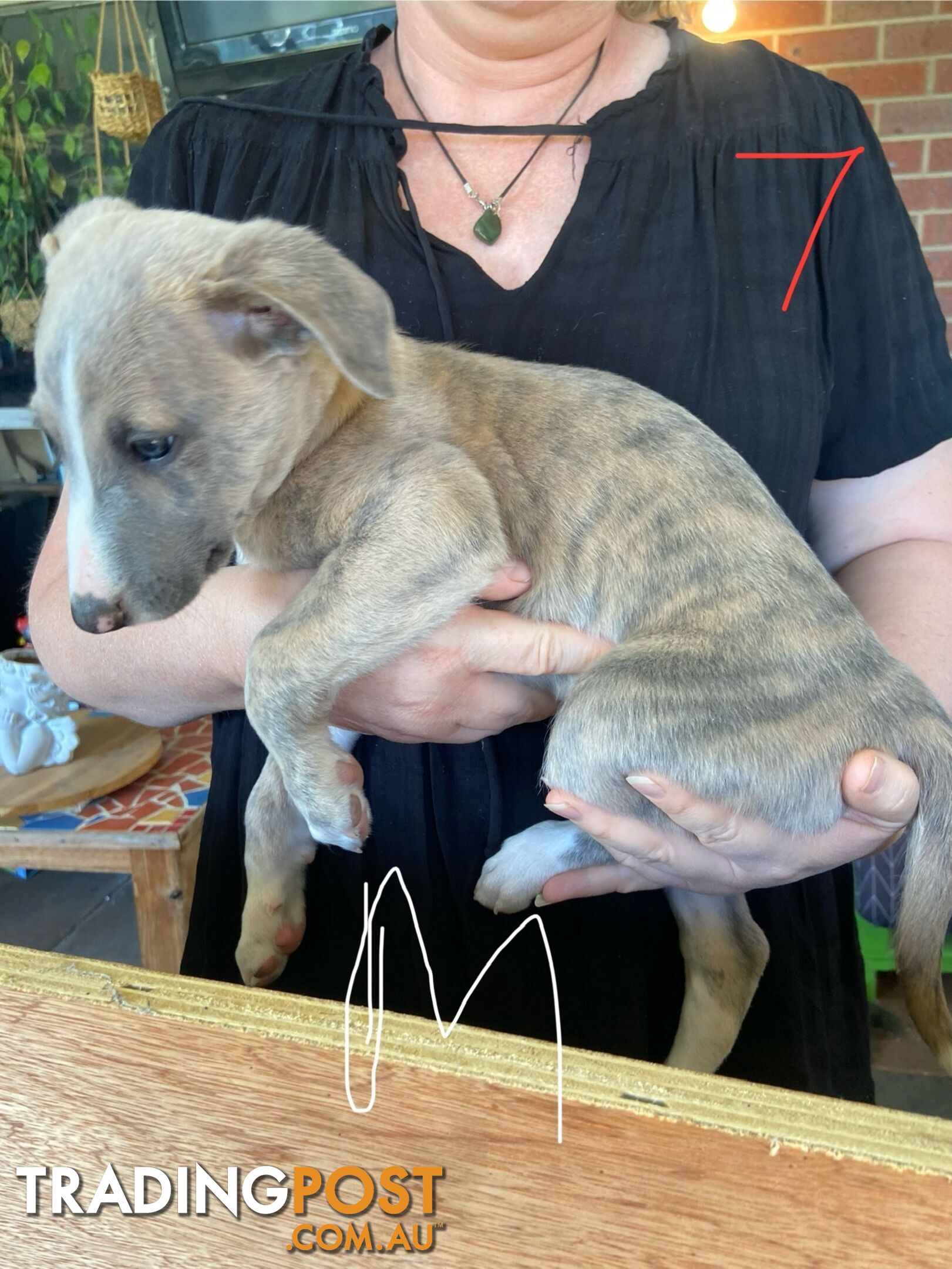 Pure bred Whippet puppies