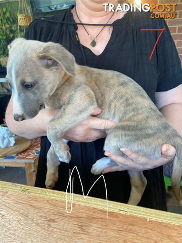 Pure bred Whippet puppies