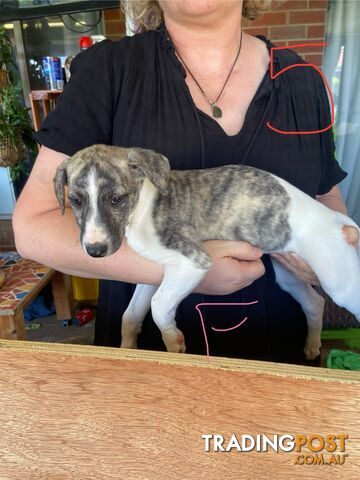 Pure bred Whippet puppies