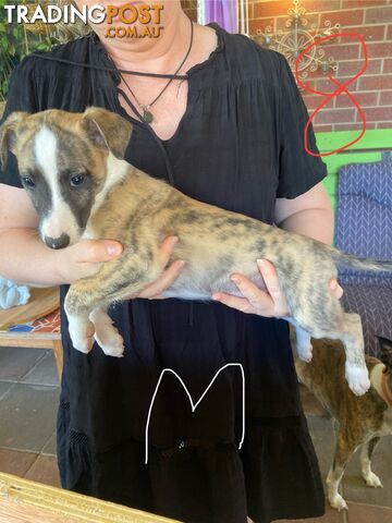 Pure bred Whippet puppies