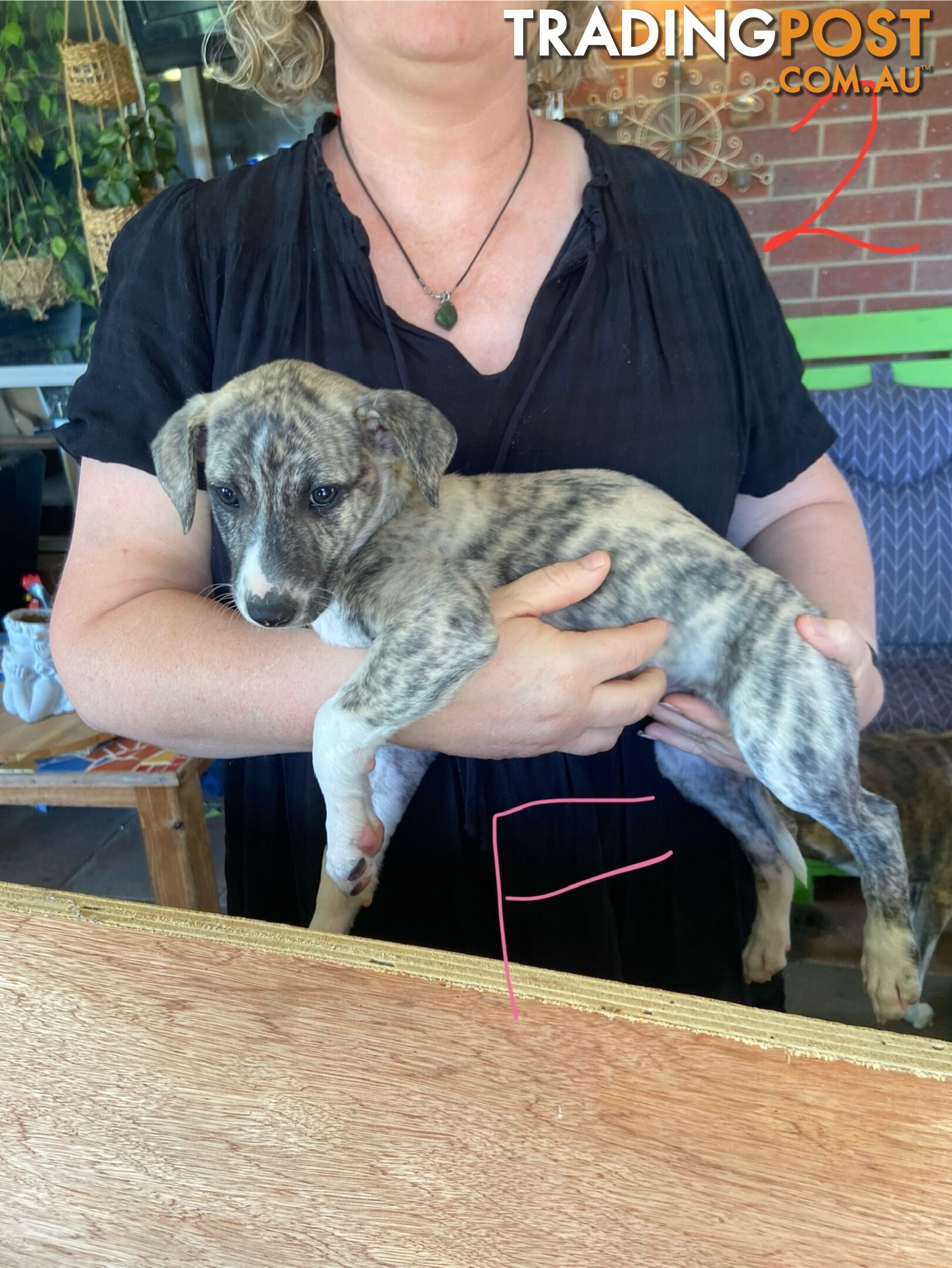 Pure bred Whippet puppies