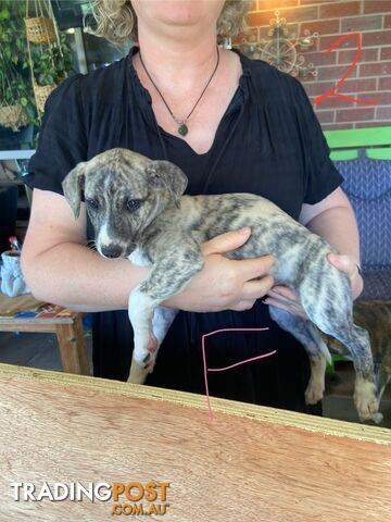 Pure bred Whippet puppies