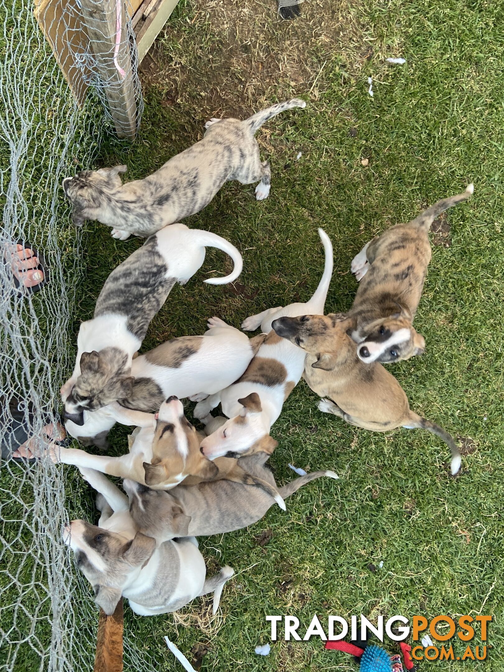 Pure bred Whippet puppies