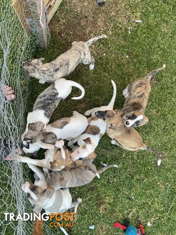 Pure bred Whippet puppies